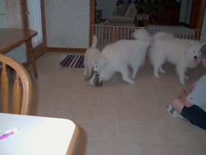 Poochies