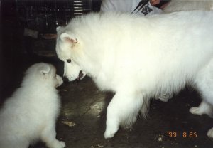 Sniffing