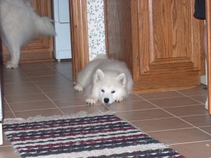 Sno