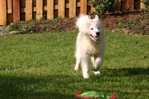 Pup at home