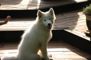 Pup at home