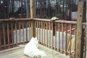 The Deck